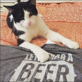 cat with a beer